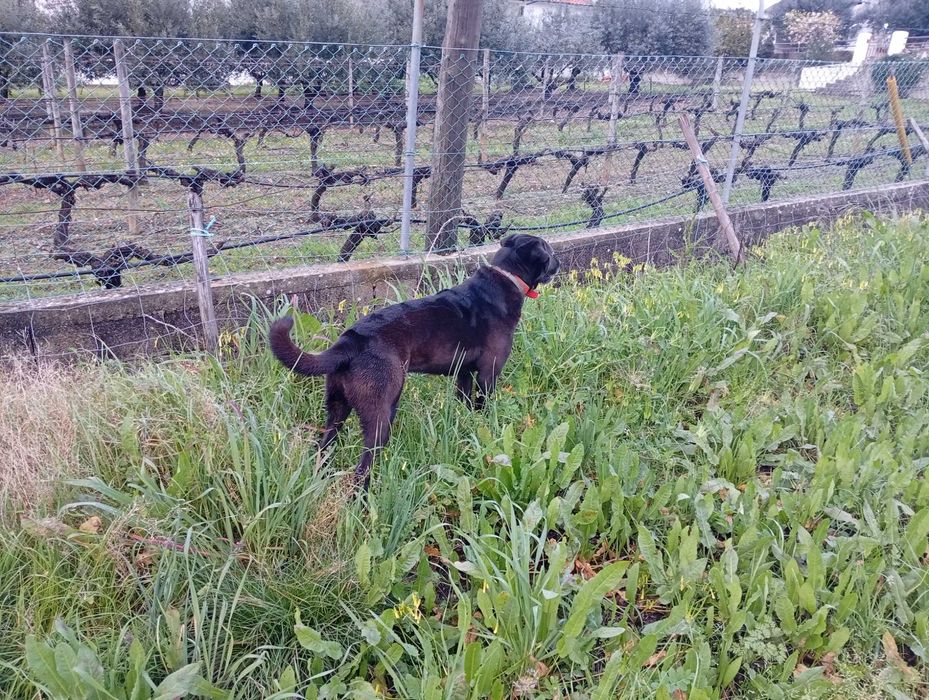 Salsa Cadela preta