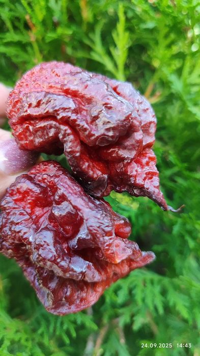Carolina Reaper надгострий перець