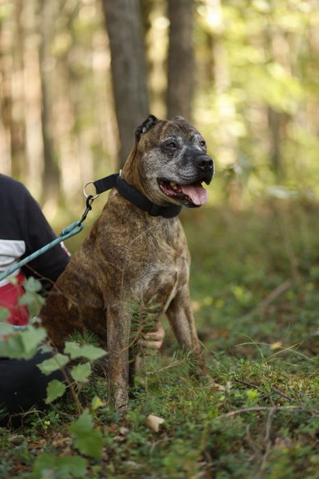 Piesek na około 4 lsta