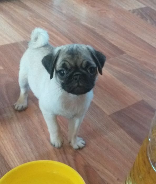 ПривабливА мопсяня