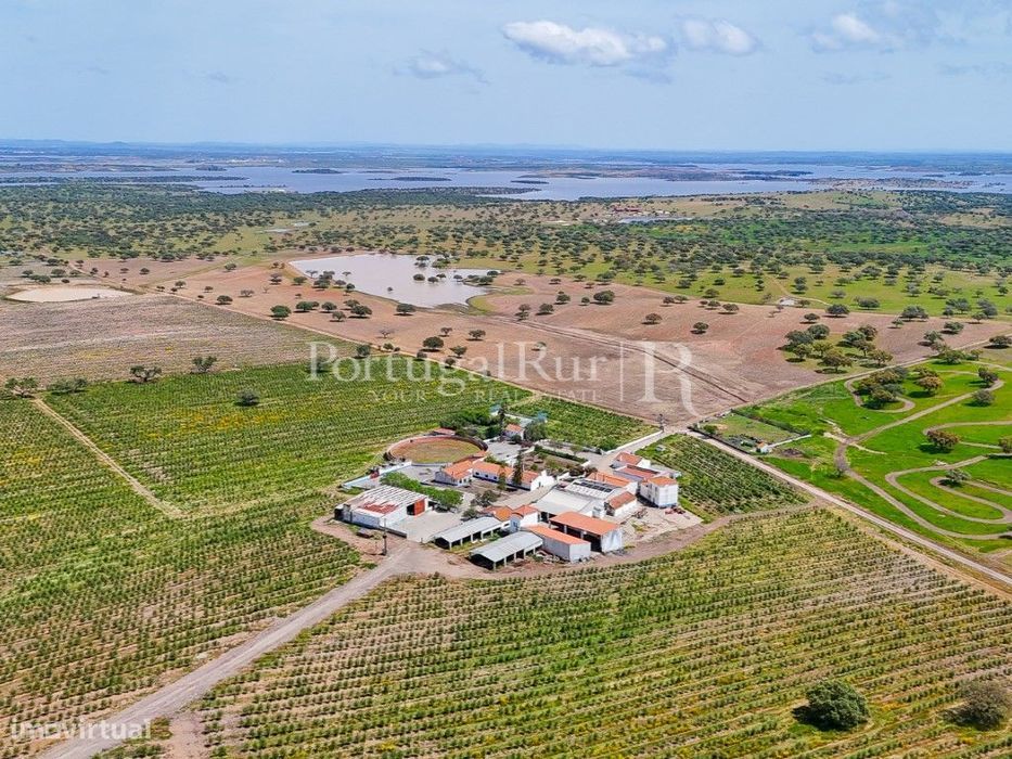 Herdade agropecuária de 550 ha junto ao alqueva com olival
