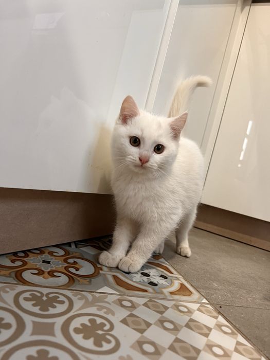 Котик ДАРУЮ !!! (мені 4 місяці хлопчик)