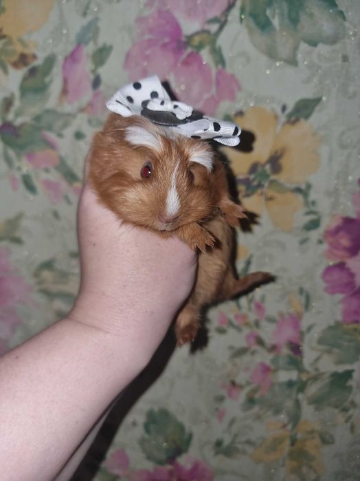 Морская свинка коронет