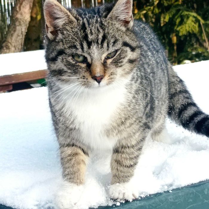 Oddam kotki w dobre ręce