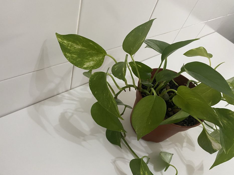 Planta Jiboia | Epipremnum aureum | Pothos