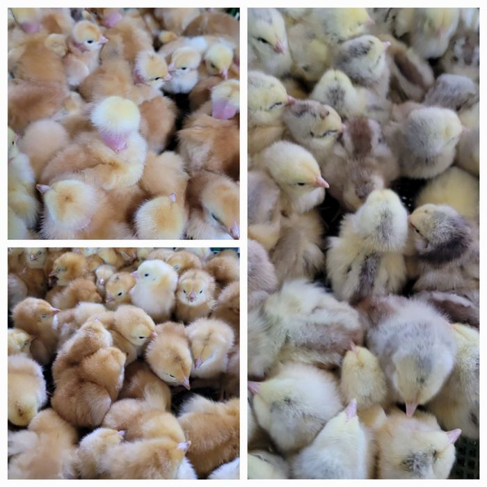 Продаю курчата, гусенята ,каченята