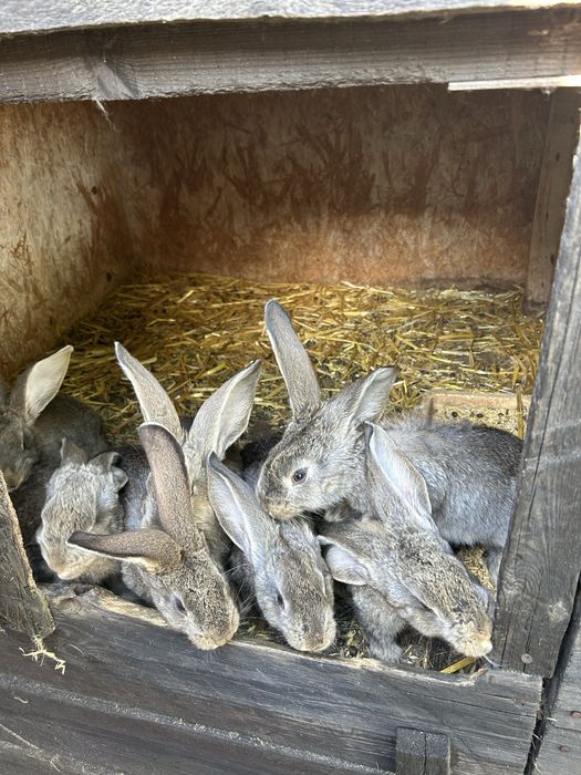 sprzedam olbrzymy belgijskie