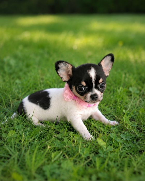 Luksusowa Sunia Chihuahua
