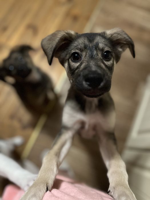 Сірко шукає найкращу родину в світі!