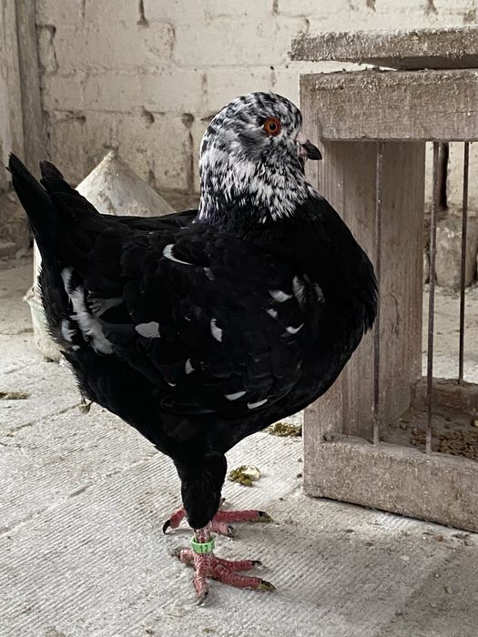 King,Kingi pary lęgowe