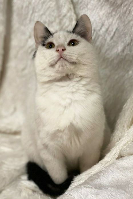 Отдам даром в добрые руки зеленоглазую бело-черную кошечку