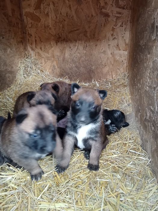 Бельгійська вівчарка малінуа