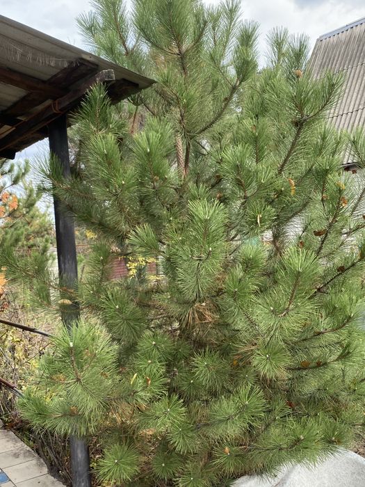 Продам дачу СТ Будівельник 1 Піщанка Новомосковський район