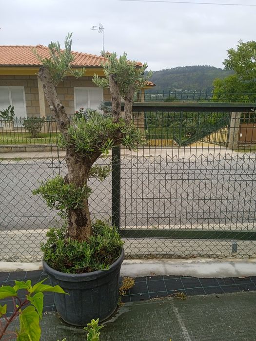 Coqueiros (2.80 a 3m)/Oliveiras vários tamanhos e preços