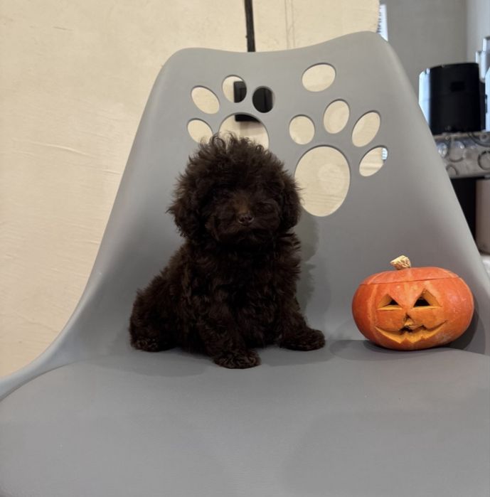 Той пудель шоколадного кольору