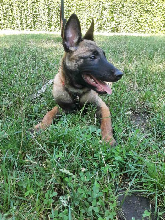 Малінуа 7 місяців Навчені Терміновий Продаж ТОРГ!!!