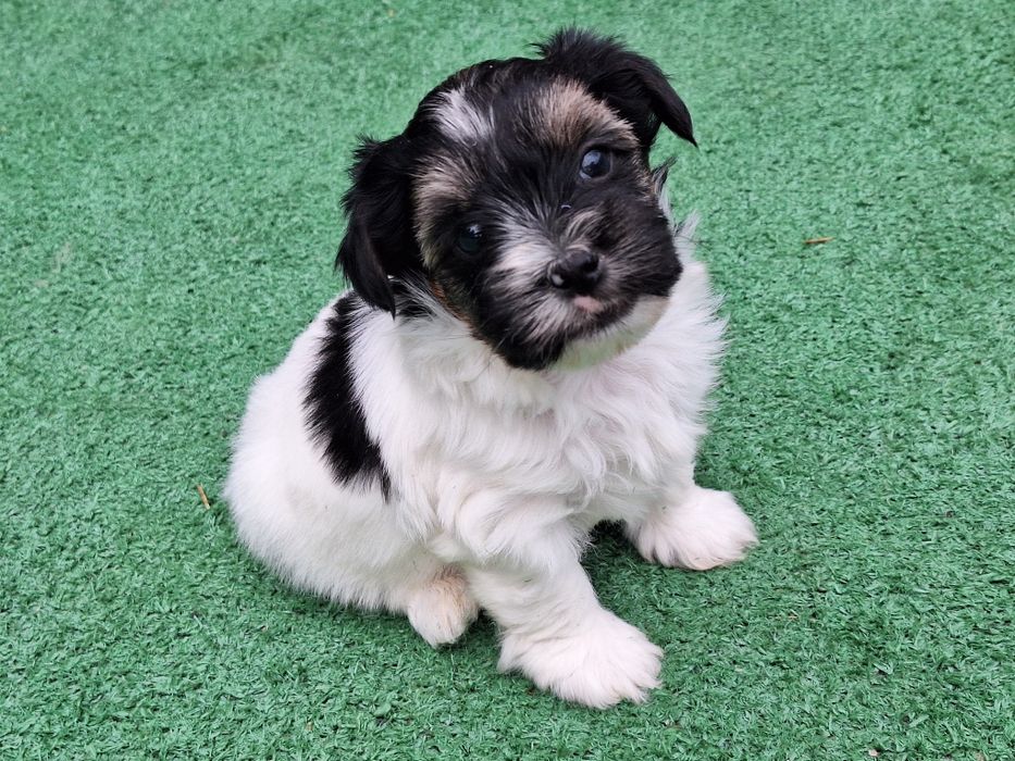 Yorkshire terrier biewer z dokumentami