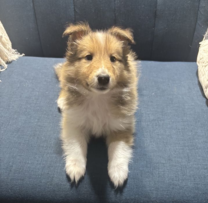 Owczarek Szkocki Collie Samiec