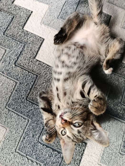 кошенята в дуже добрі руки