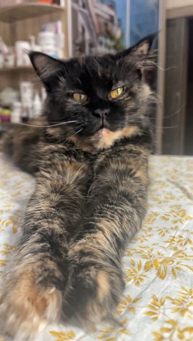 Хлопчинка  Мейнкун