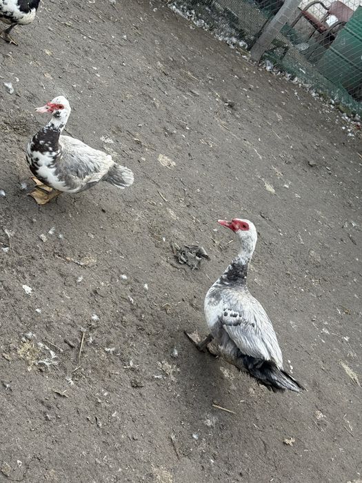 Para kaczka i kaczor