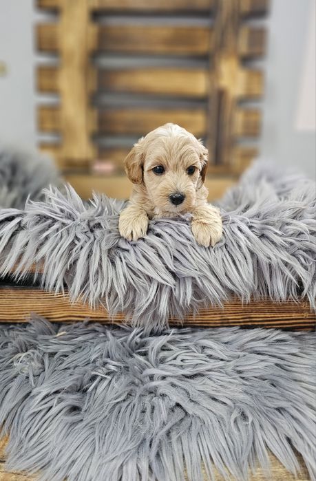 ZAREZERWOWANY  Maltipoo F1 cudny chłopiec