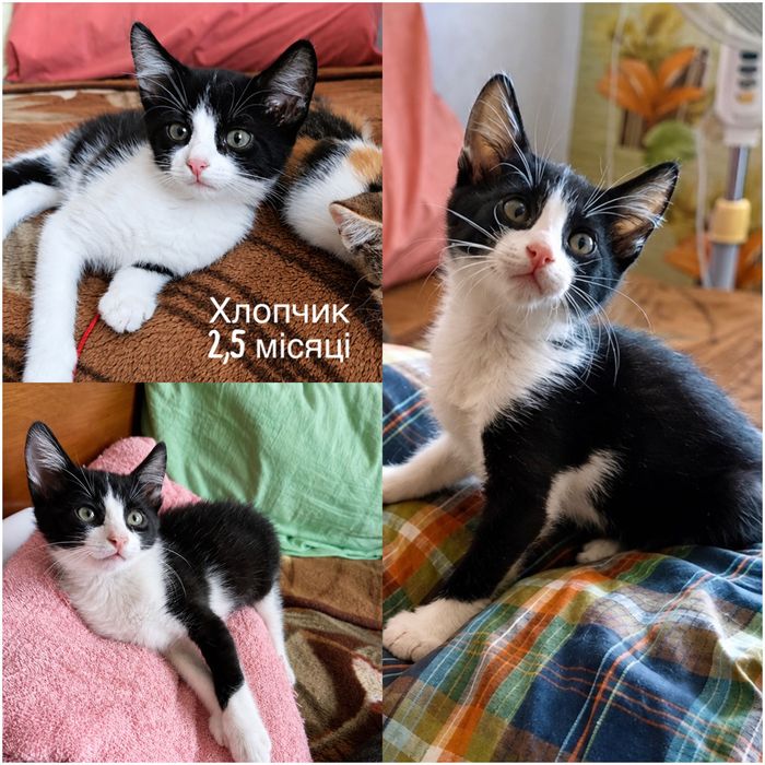 Много разных котят бесплатно