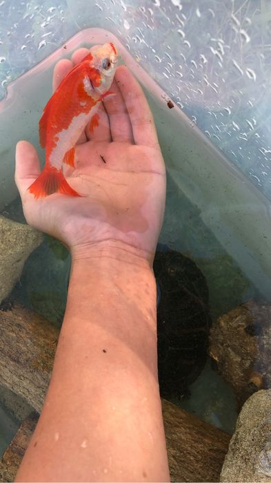 Carpas de varios tamanhos