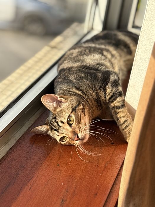 Da-se gato com 1 ano muito meigo