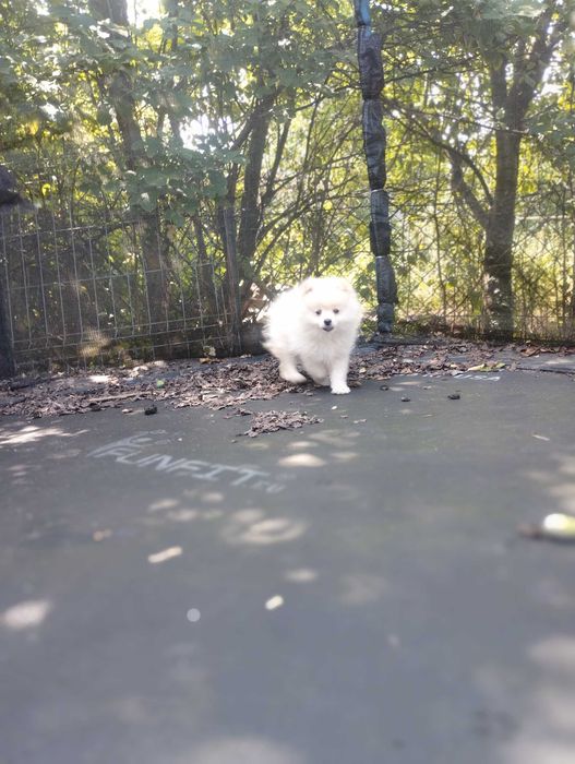 Szpic miniaturowy pomeranian