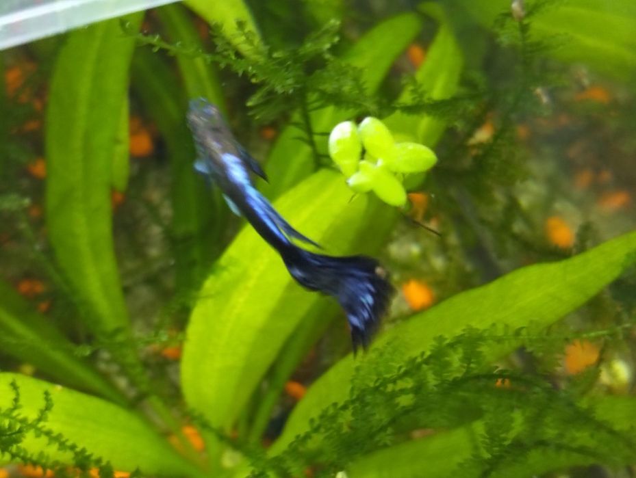 Gupoys purple dragon colour esrs, própria criação,trio 10€