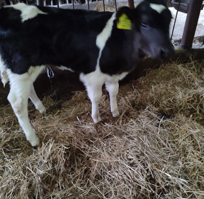 Cielak jałówka  byk