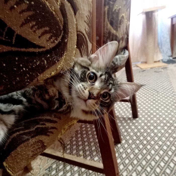 Мейн кун кошенята