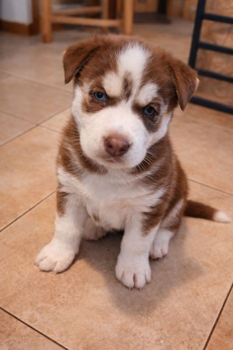 Syberian Husky suczka