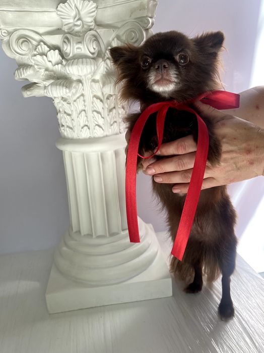 VIP Чіхуахуа елітна шоколадна