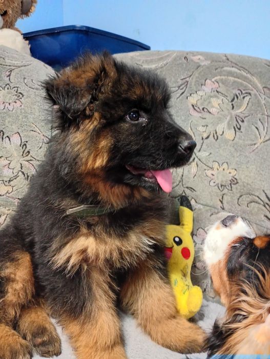 Owczarek niemiecki długowłosy