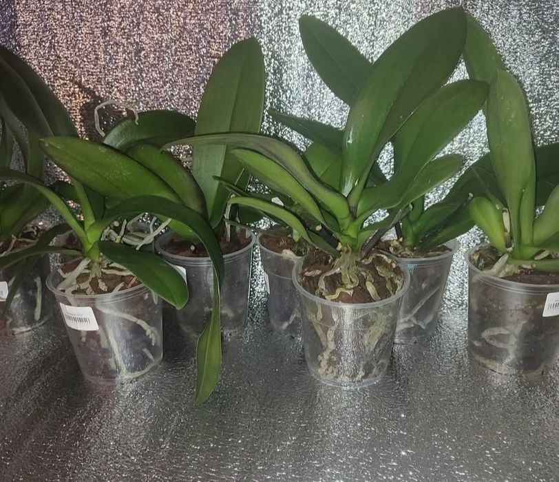 Орхідеї відцвіташки ,колір сюрприз