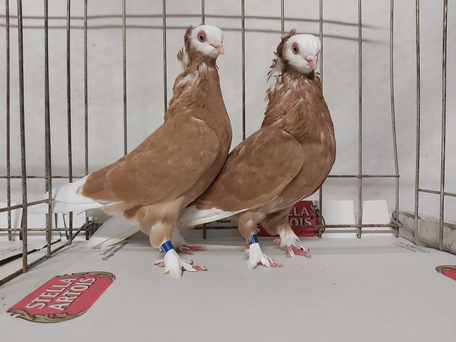 Gołębie Białogłówki Żółte