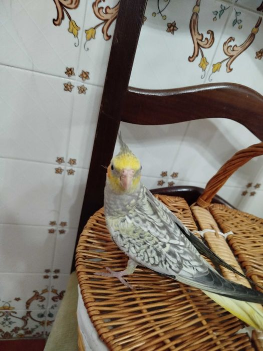 Caturras criadas á mão domesticadas