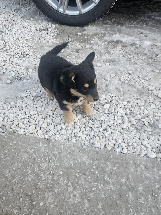 Oddam pieska i suczke