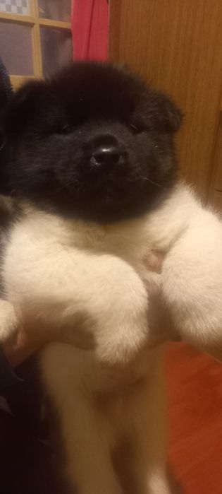 Американська акіта