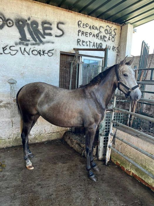 Egua para vender com 3 anos