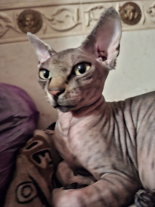 Уникальный котик Сема!