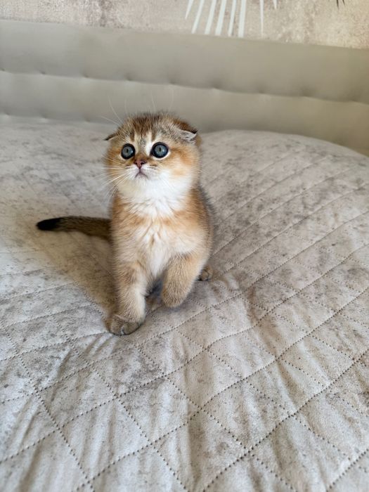 Zwisłouchy szkocki kociak