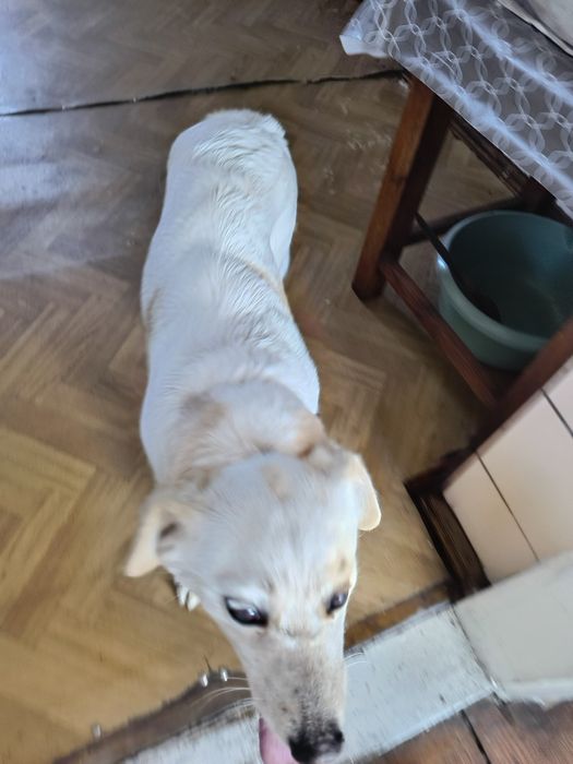 Suczka za darmo oddam