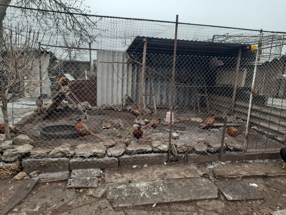 Інкубаційне яйце мисливського фазана