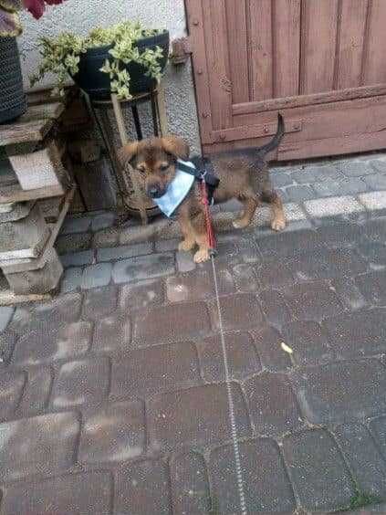 malutka Perełka szuka domu