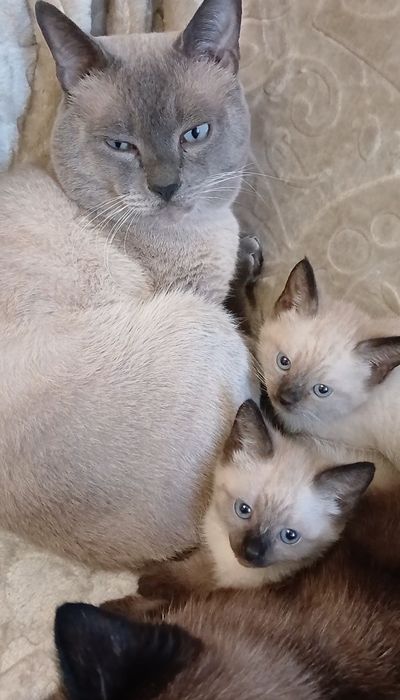 Сіамські, сіамські котята