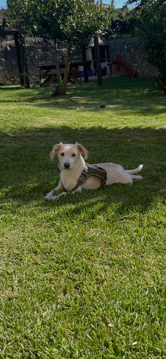 Cão para adoção
