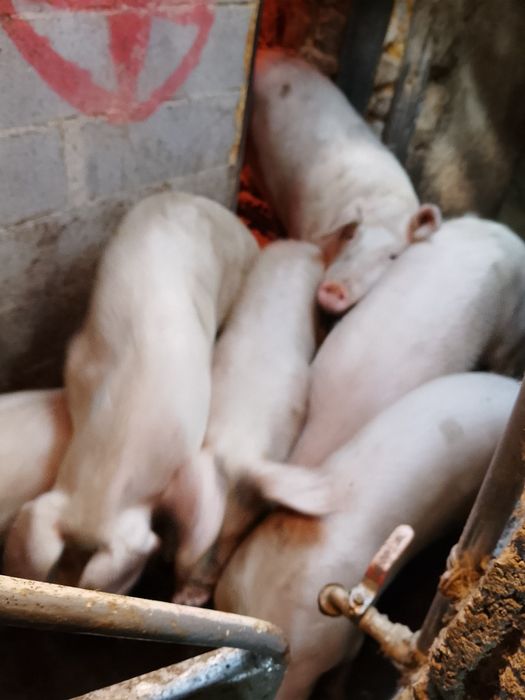 Vendo porcas boas para consumo ou parir